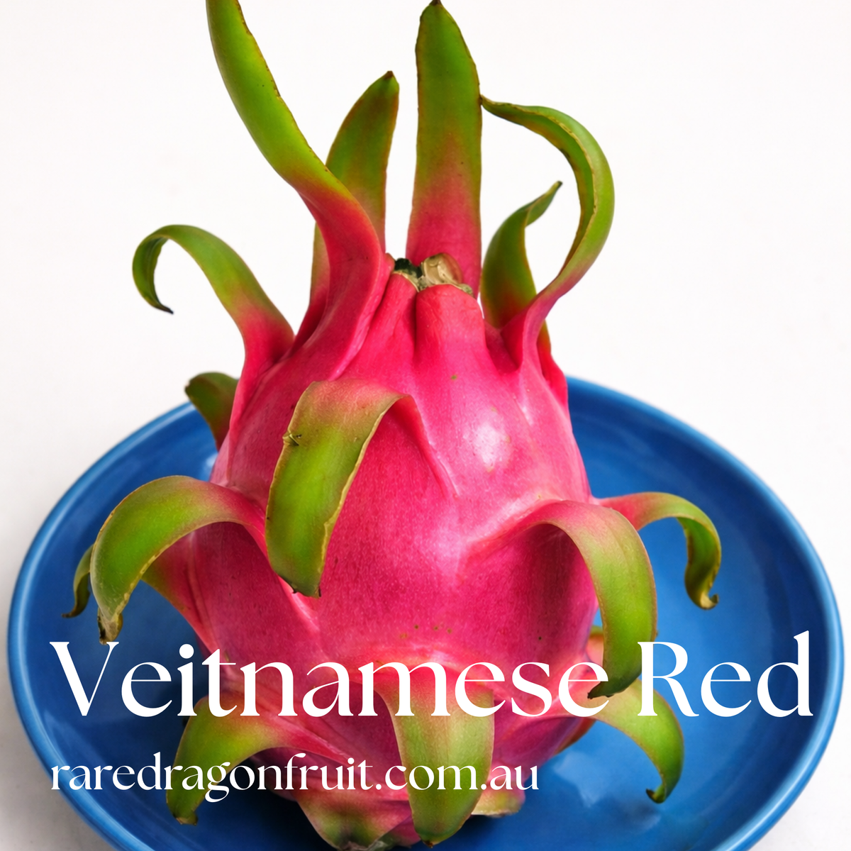 Vietnamese Red Dragon Fruit