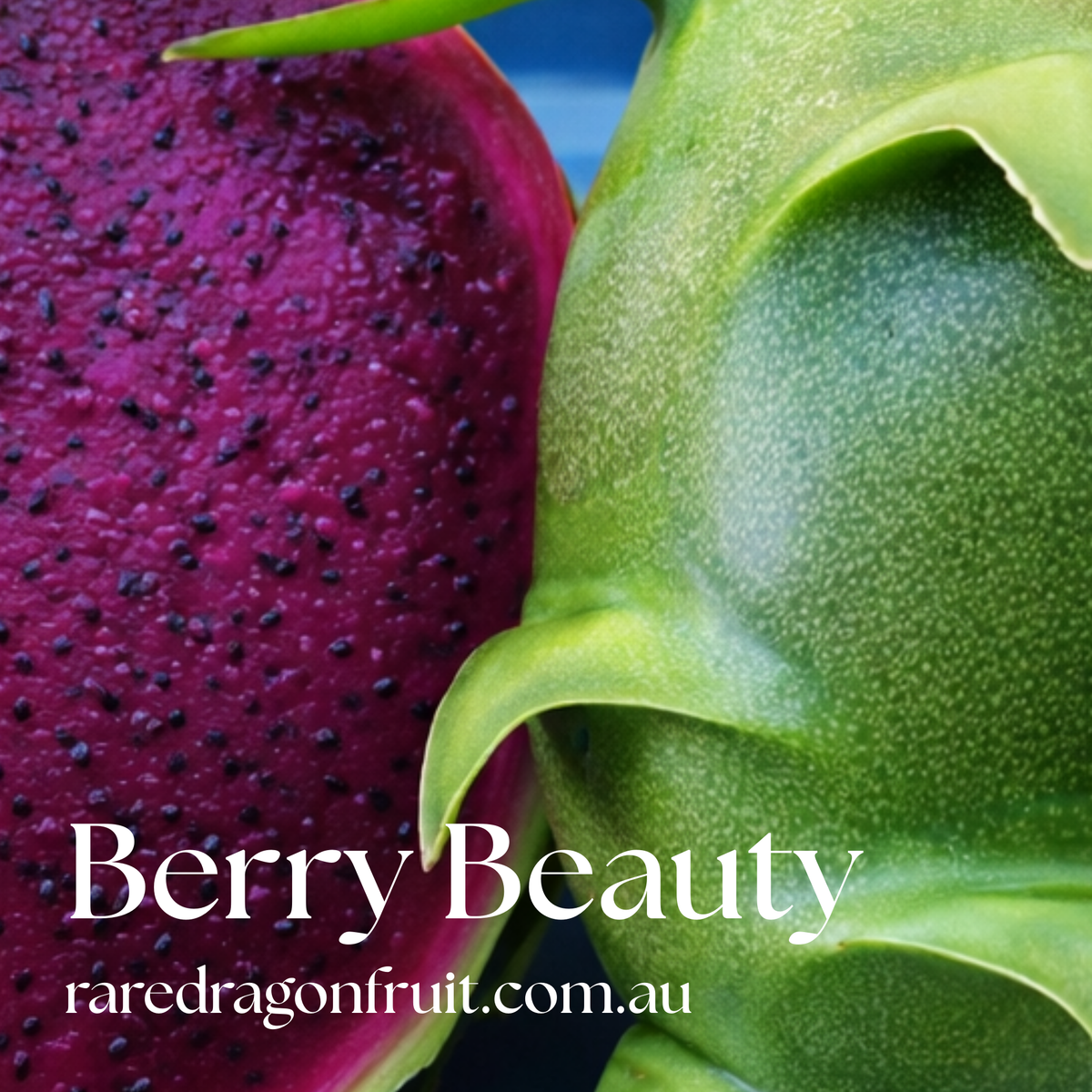 Berry Beauty Dragon Fruit Plant