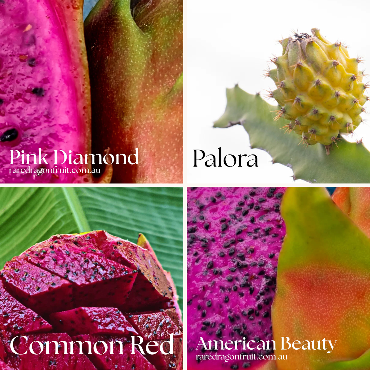 Sweet and Reliable Backyard Mix - Pink Diamond, Palora Yellow, American Beauty & Common Red