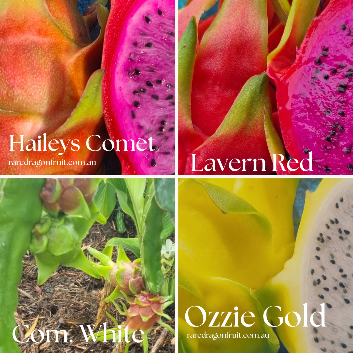 Productive Commercial Mix - Commercial White, Isis Gold, Halley's Comet & La Verne Red