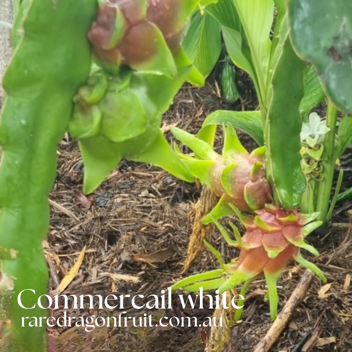 Productive Commercial Mix - Commercial White, Isis Gold, Halley's Comet & La Verne Red
