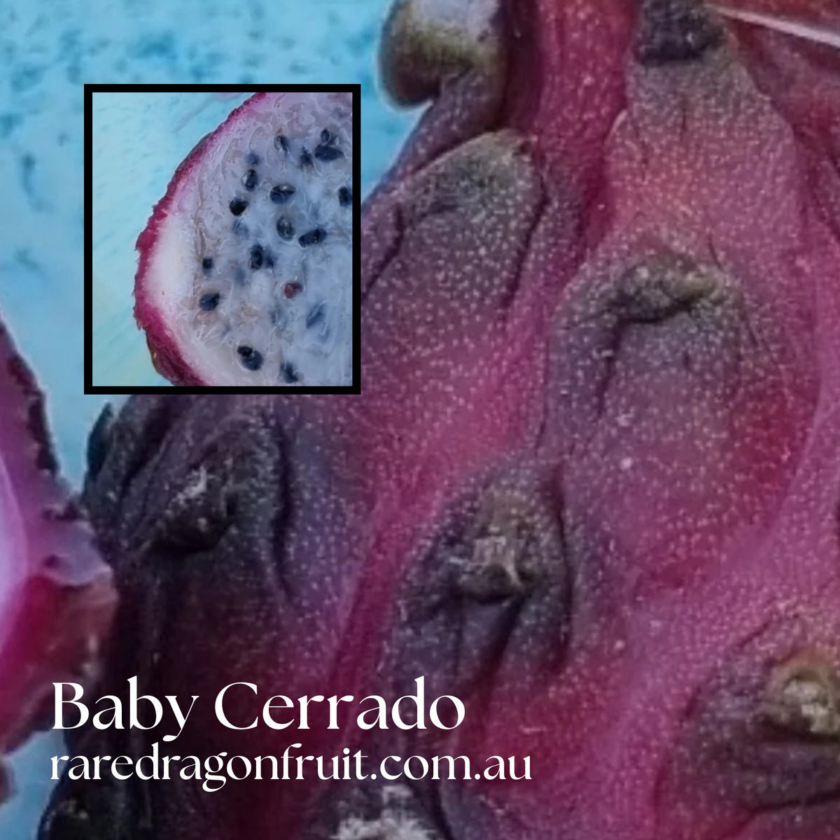 Exotic Collector's Mix - Black Dragon, Baby Cerrado, Chimera & Thick King