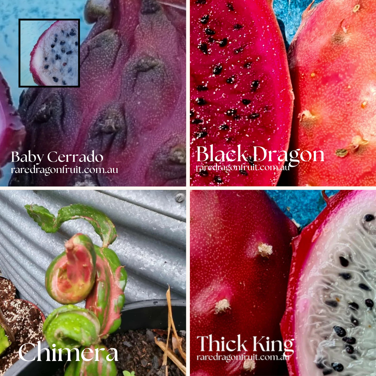 Exotic Collector's Mix - Black Dragon, Baby Cerrado, Chimera & Thick King