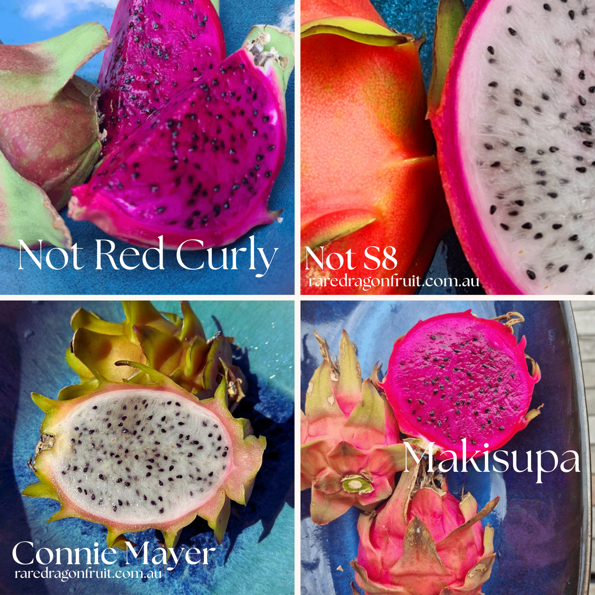 Farm Favorites Mix - Not S8, Not Red Curly, Makisupa & Connie Mayer