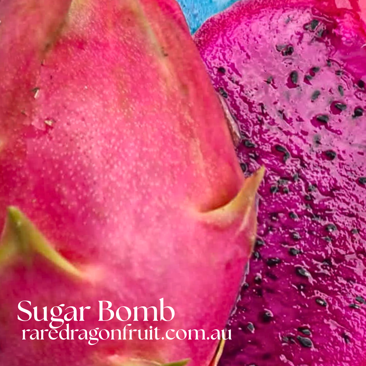 Sugar Bomb Dragon fruit