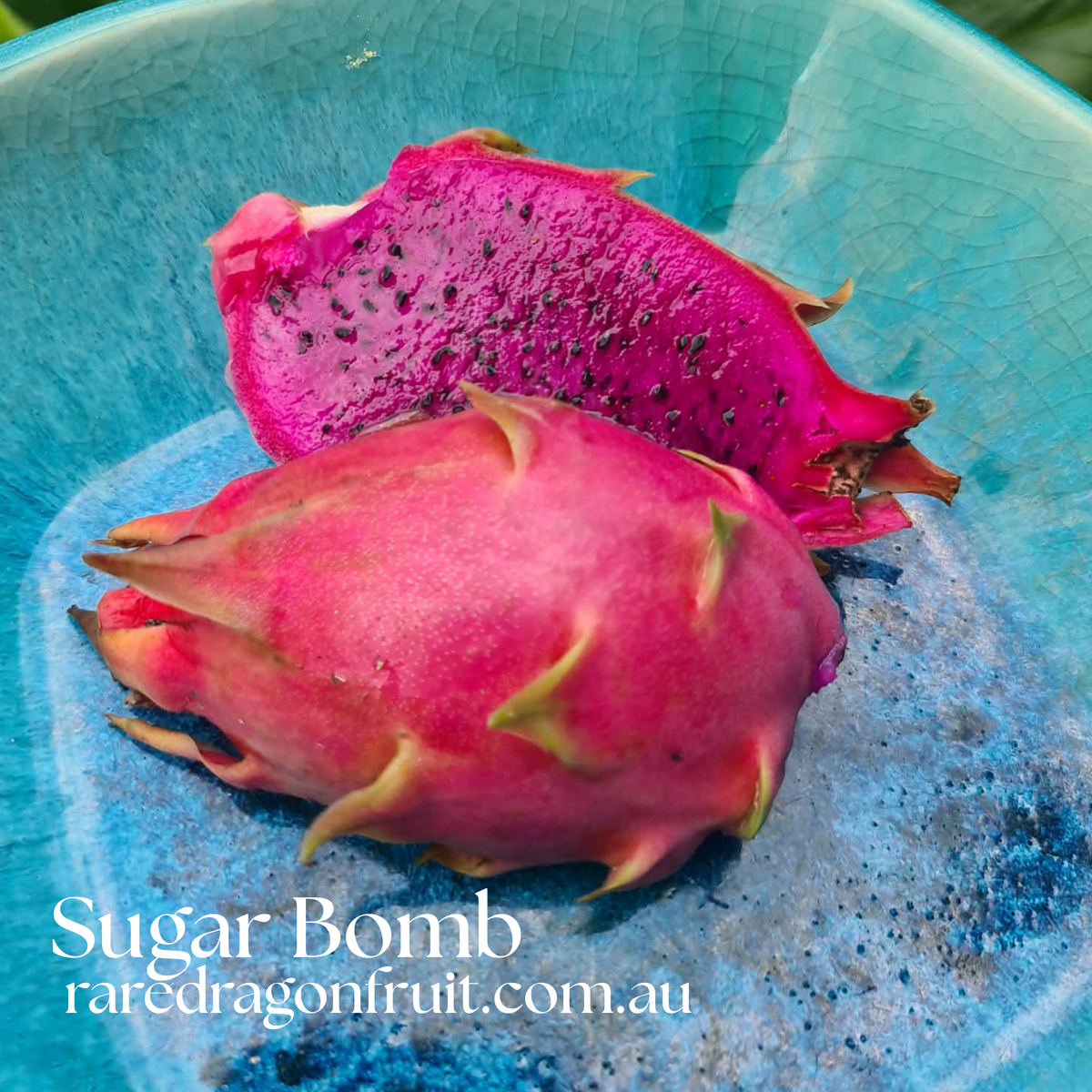 Sugar Bomb Dragon fruit