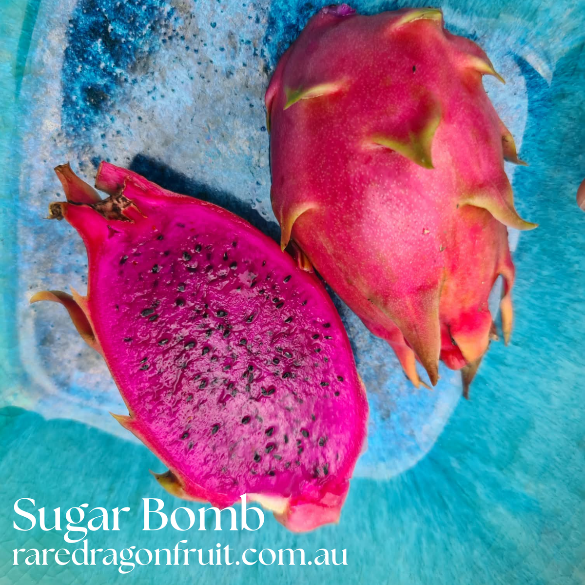 Sugar Bomb Dragon fruit