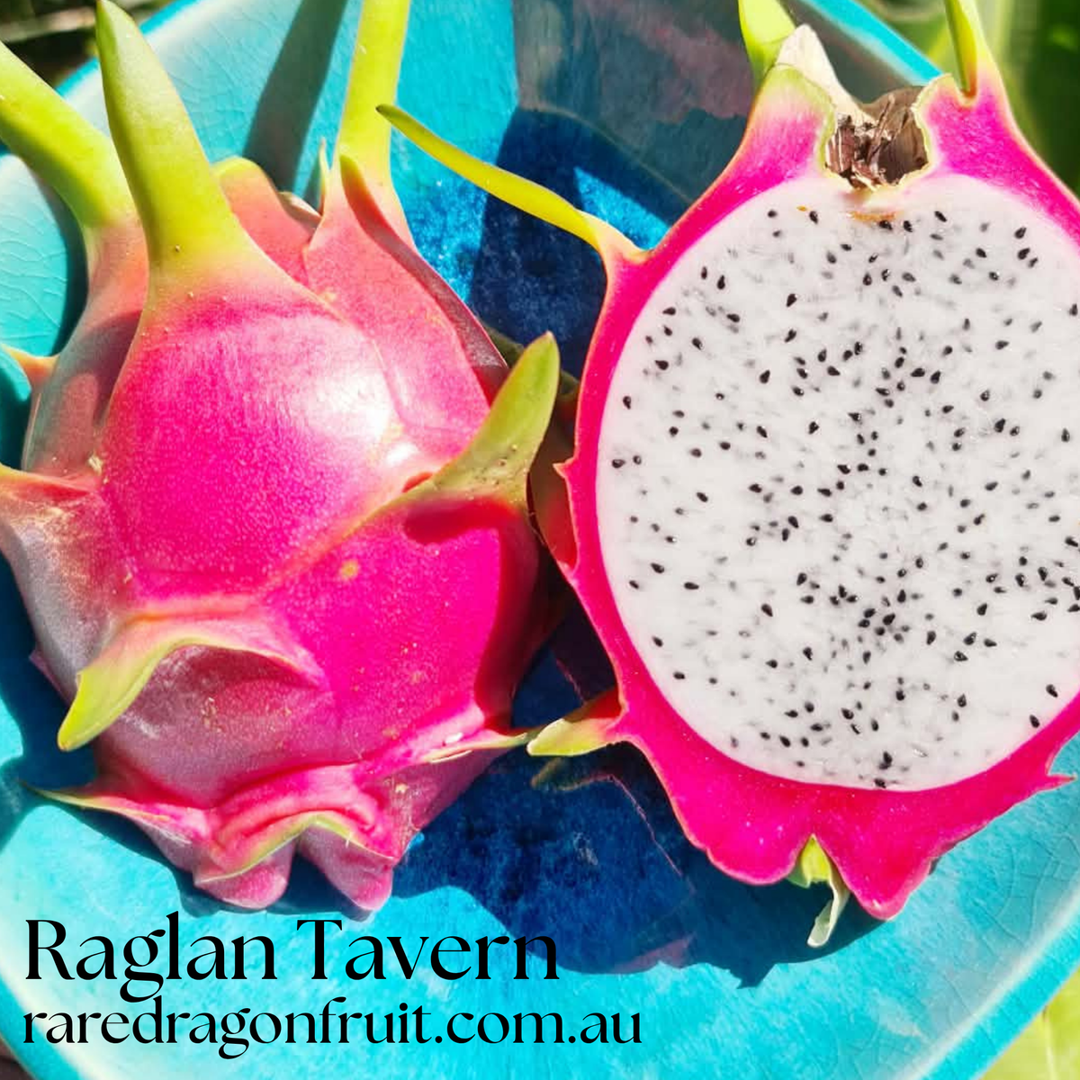 Raglan Tavern dragon fruit-  NOID