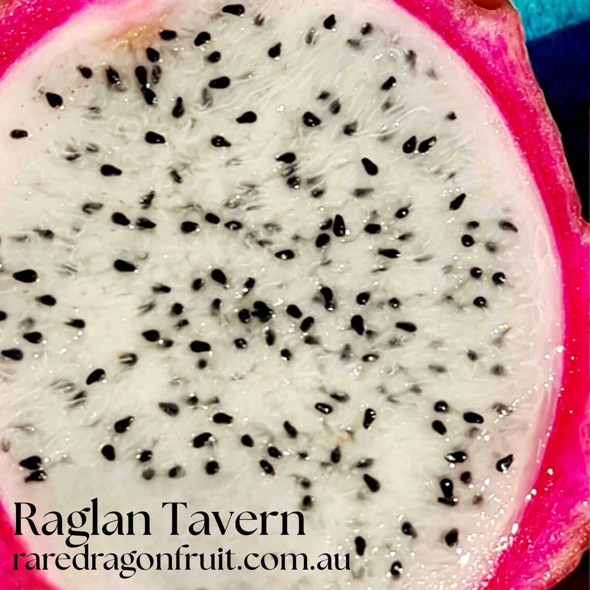 Raglan Tavern dragon fruit-  NOID