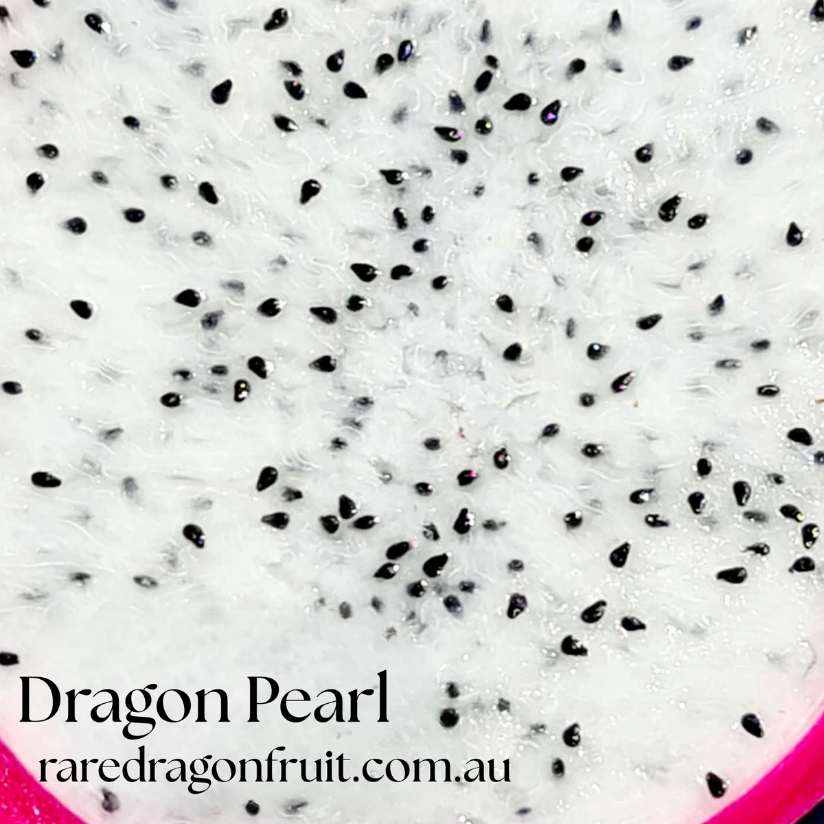 CFA Dragon Pearl Dragon Fruit Plant