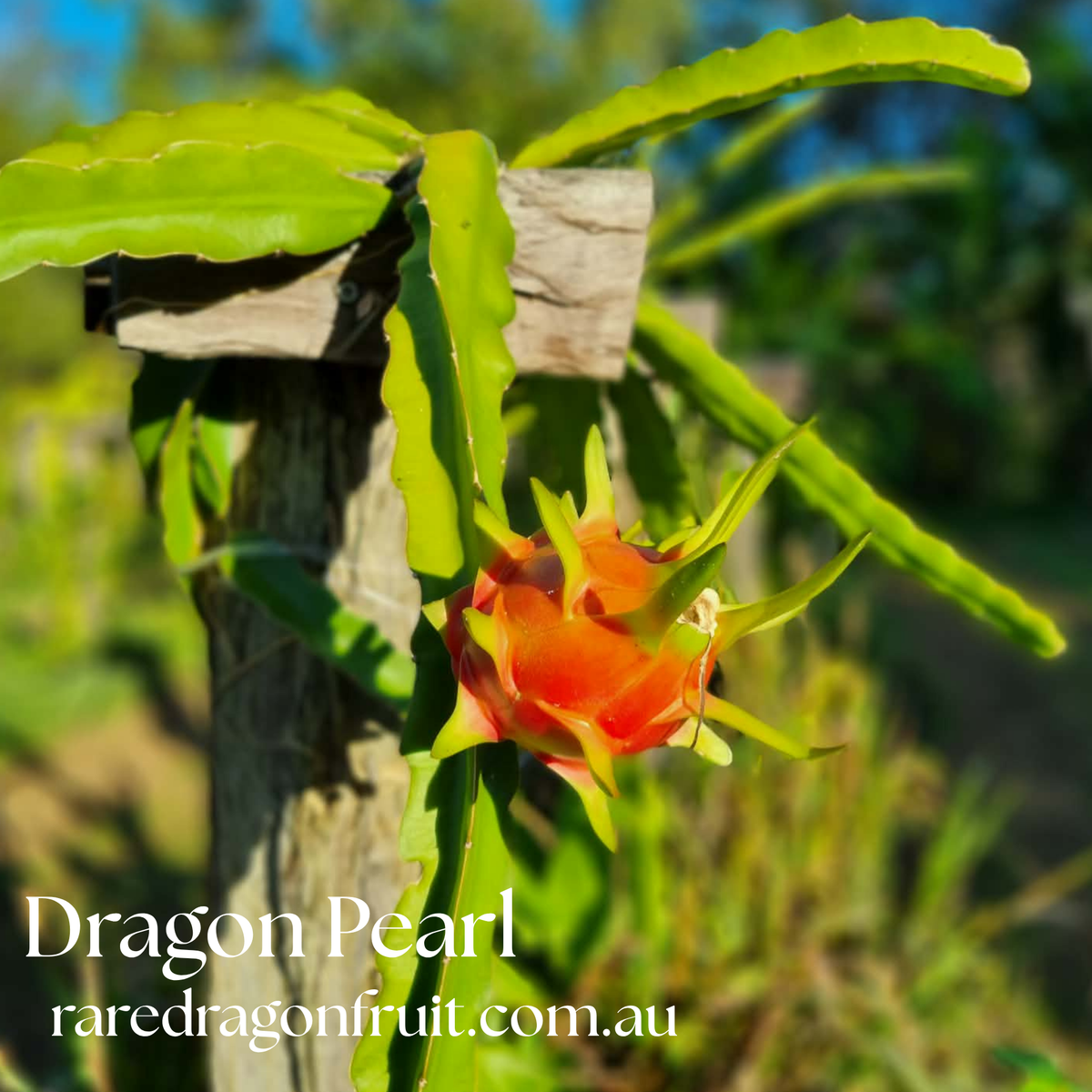 CFA Dragon Pearl Dragon Fruit Plant