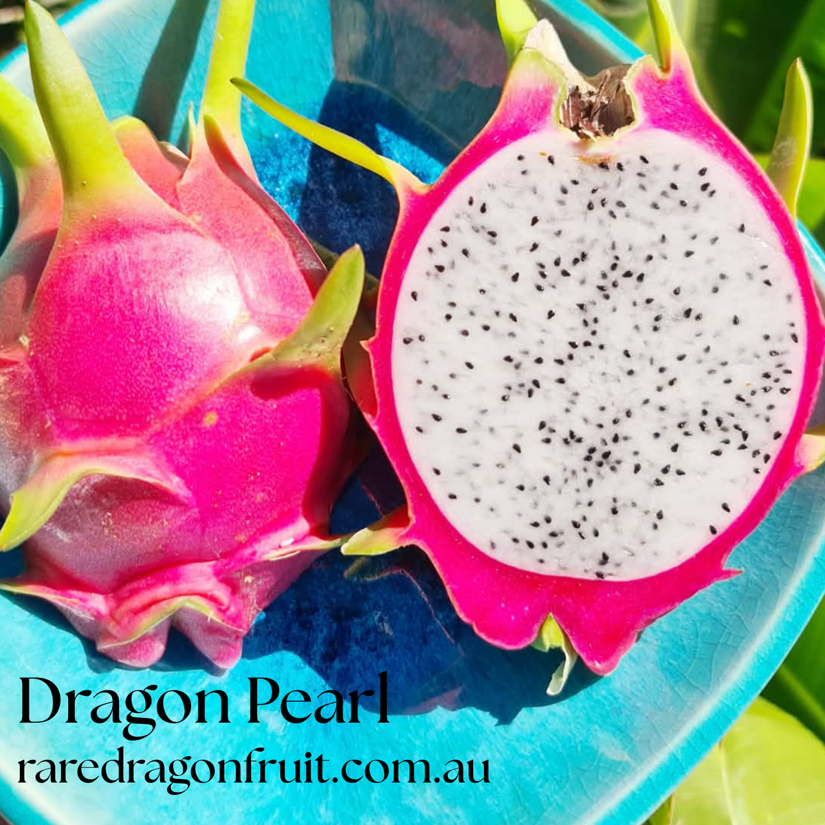 CFA Dragon Pearl Dragon Fruit Plant