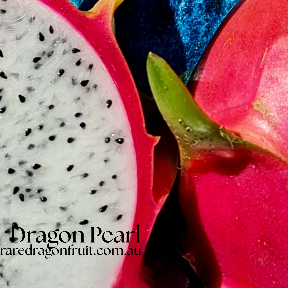CFA Dragon Pearl Dragon Fruit Plant
