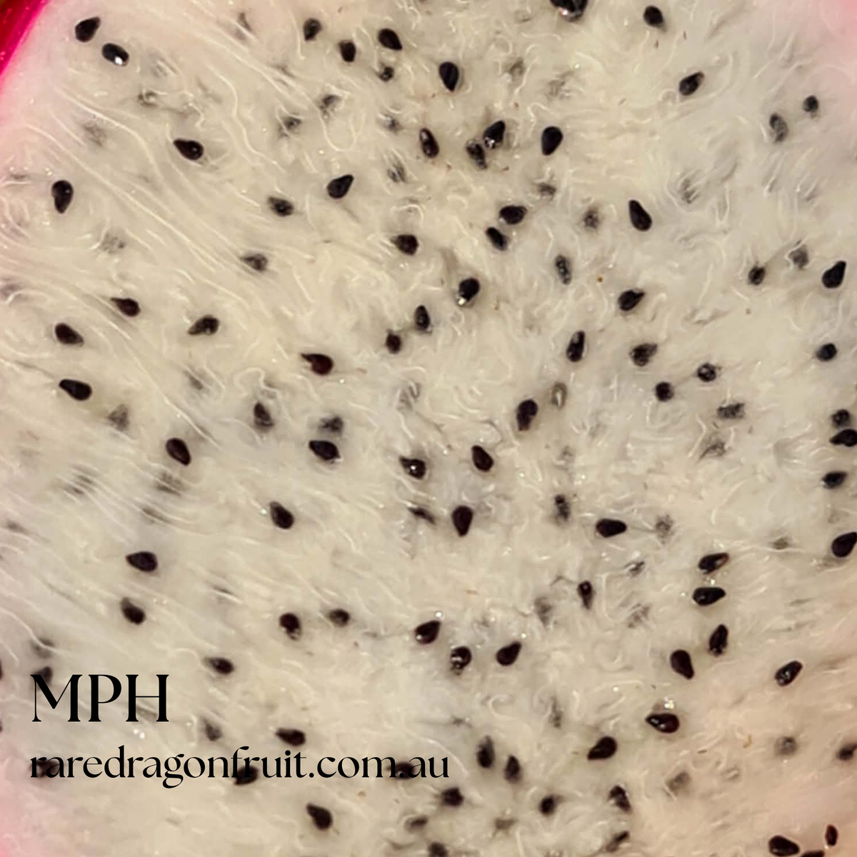 MPH - Monocanthus H.polyrhizus X Dragon Fruit
