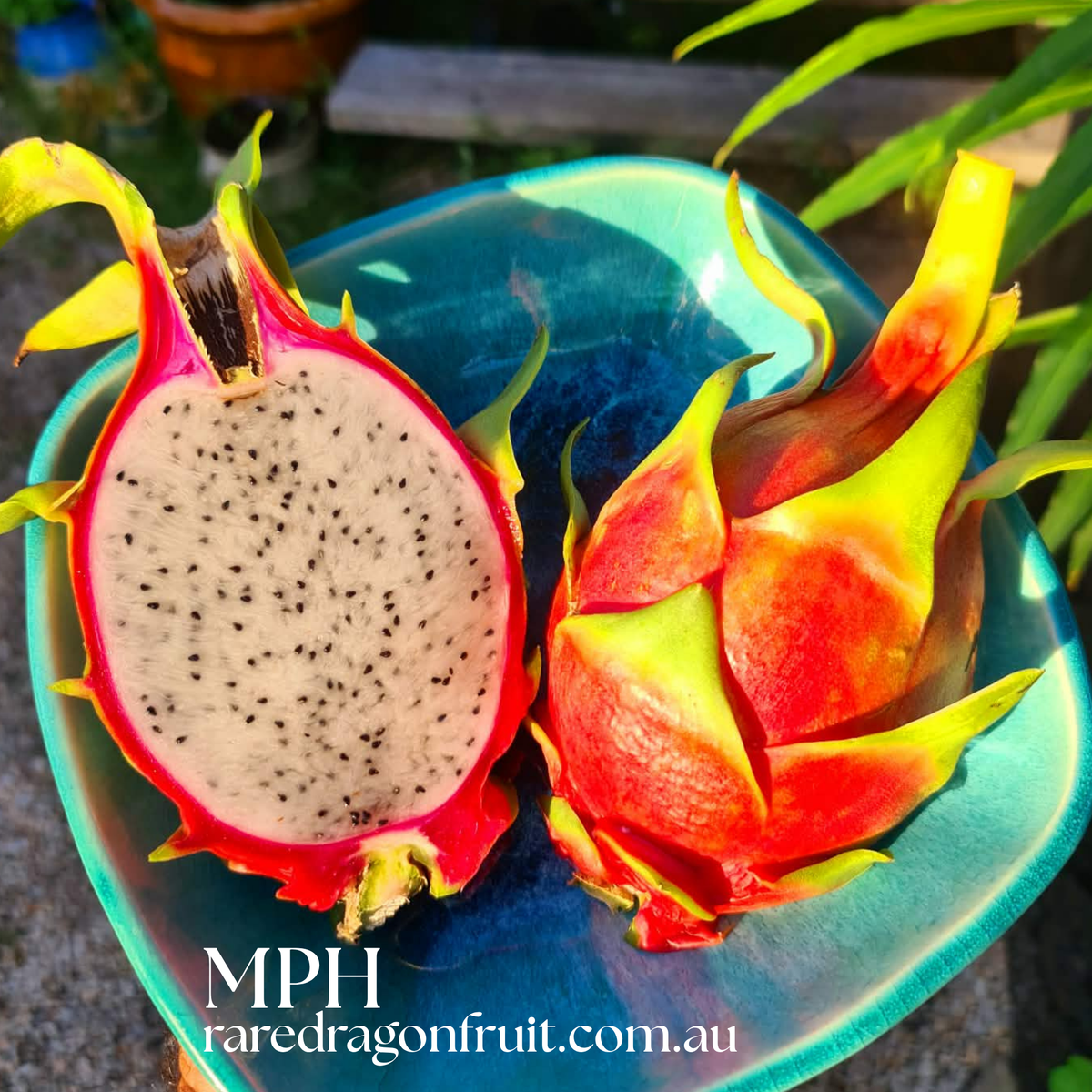 MPH - Monocanthus H.polyrhizus X Dragon Fruit