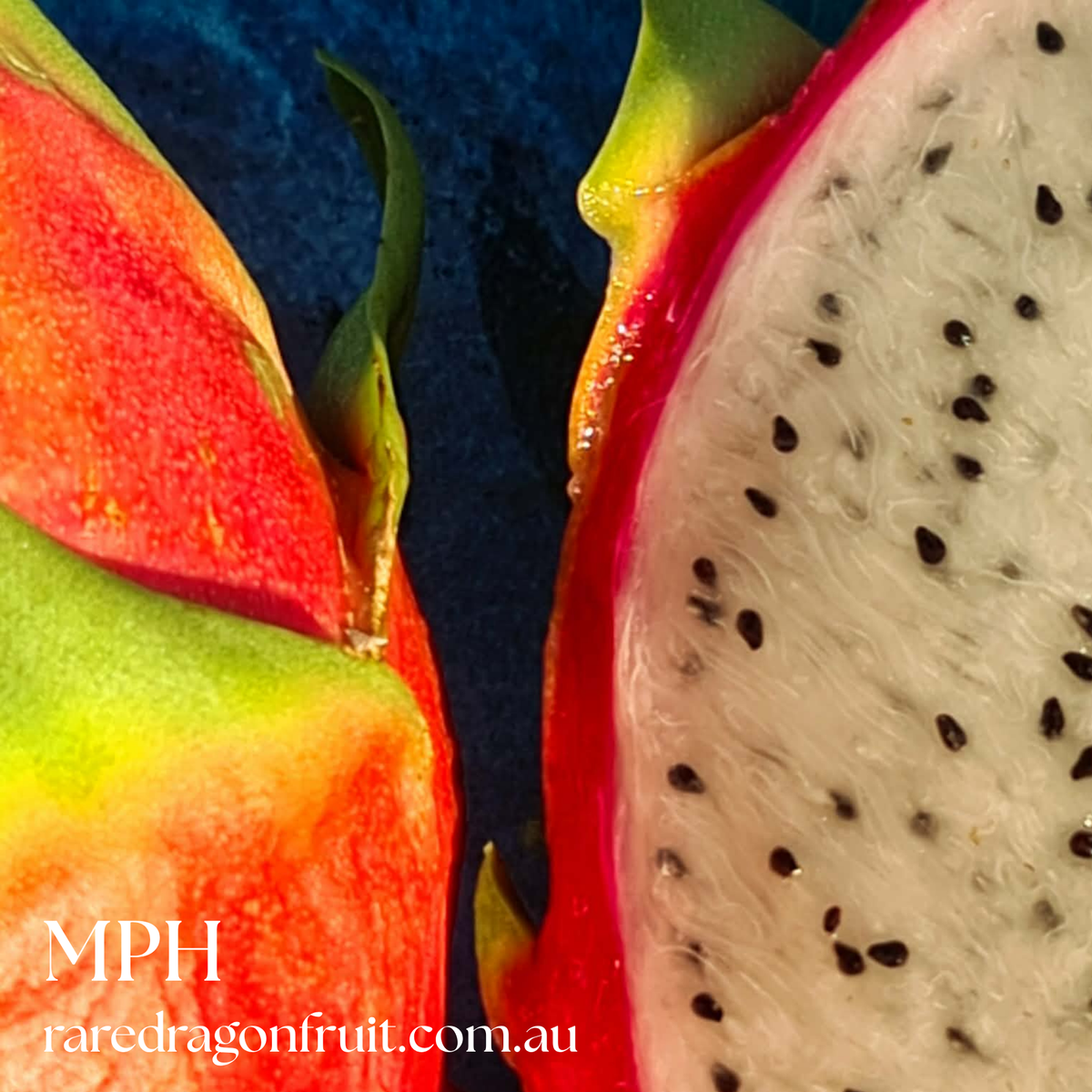 MPH - Monocanthus H.polyrhizus X Dragon Fruit