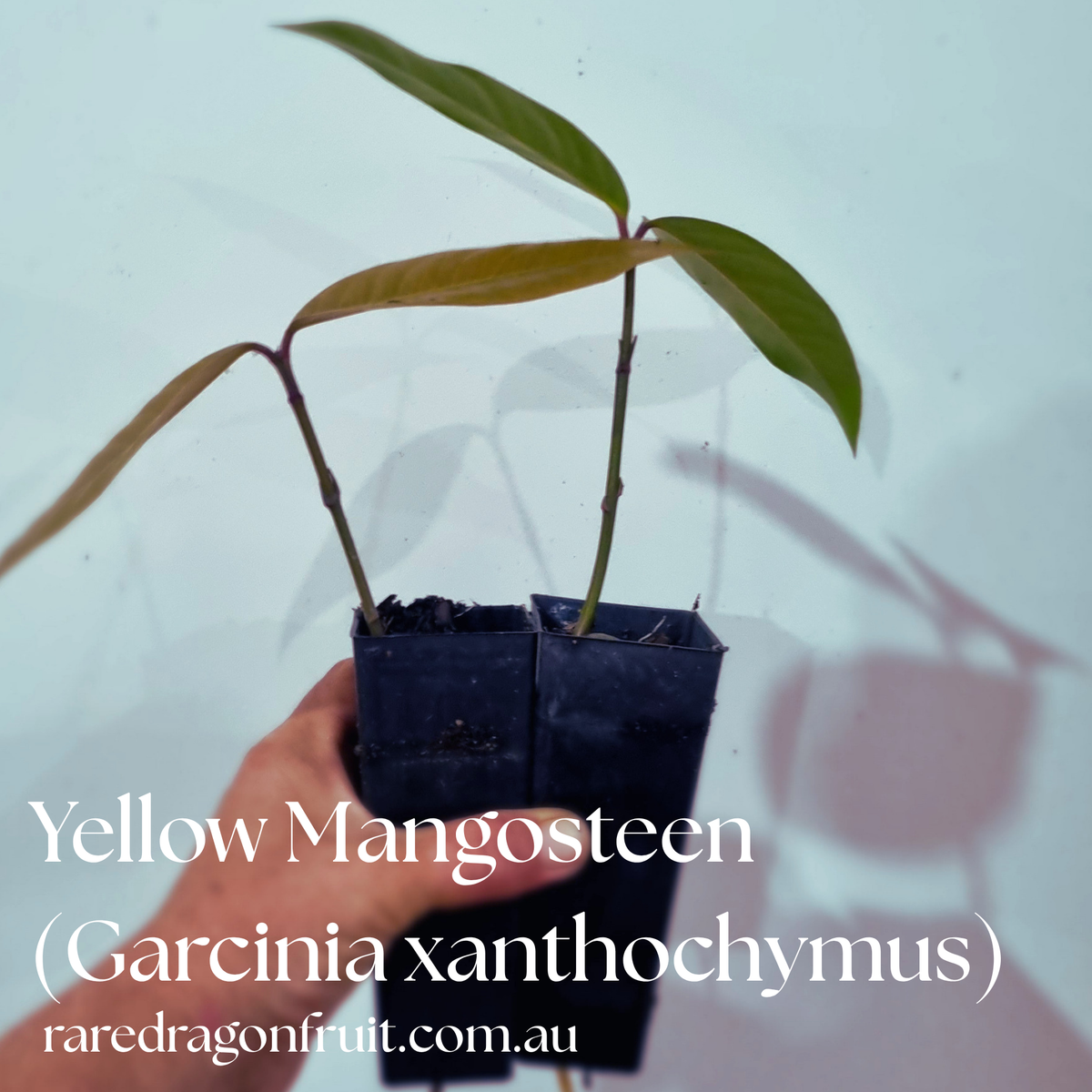 Yellow Mangosteen (Garcinia xanthochymus) Fruit Tree Plant