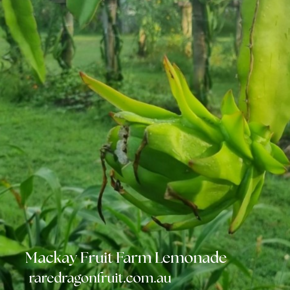 XL Mackay Fruit Farm Lemonade
