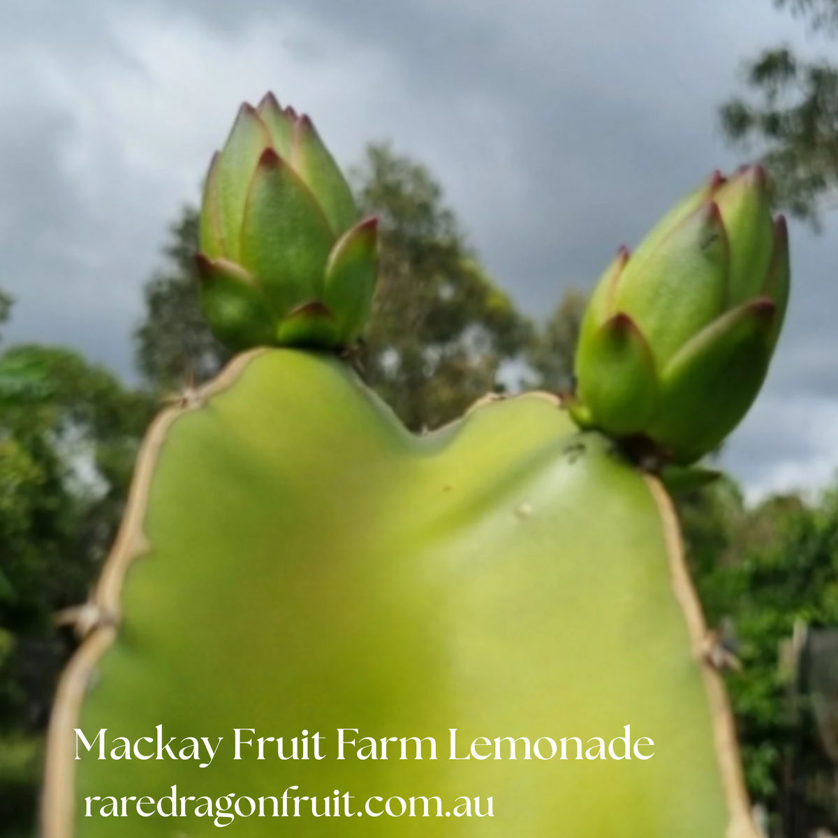 XL Mackay Fruit Farm Lemonade