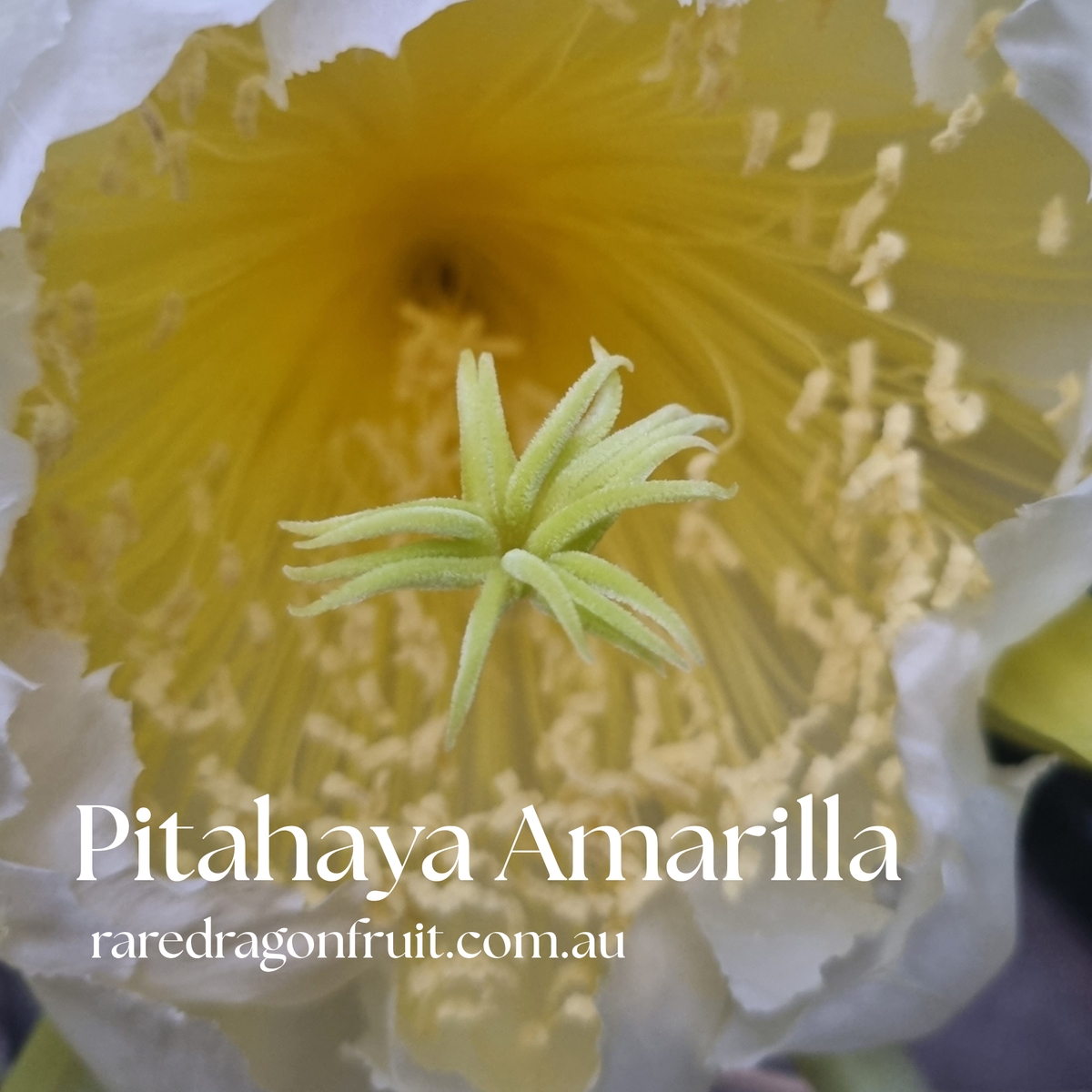 Pitahaya Amarilla -Hylocereus megalanthus