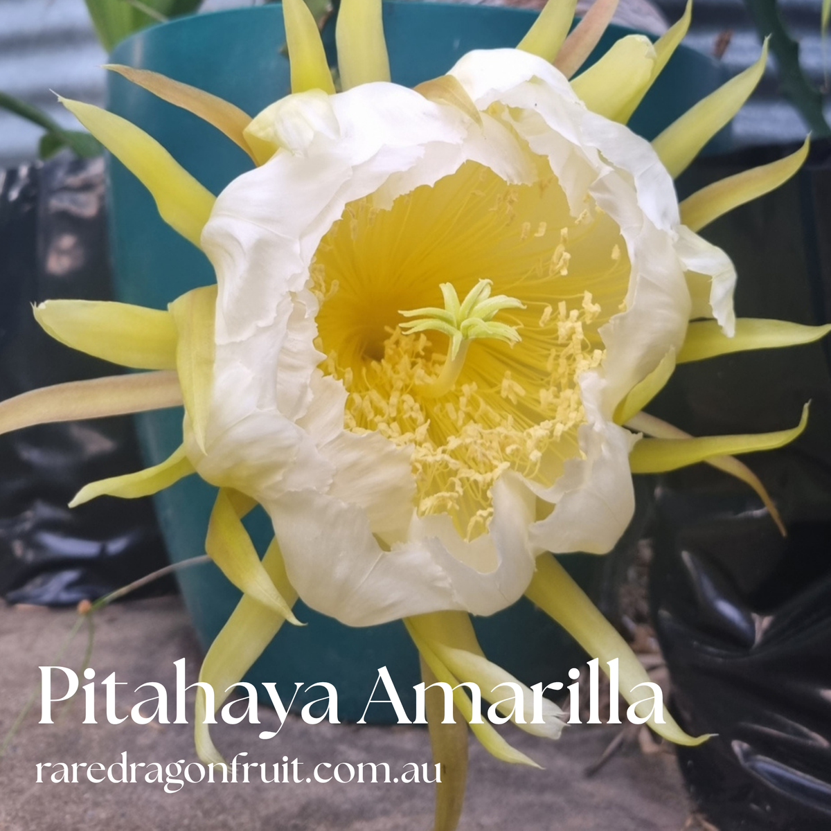 Pitahaya Amarilla -Hylocereus megalanthus