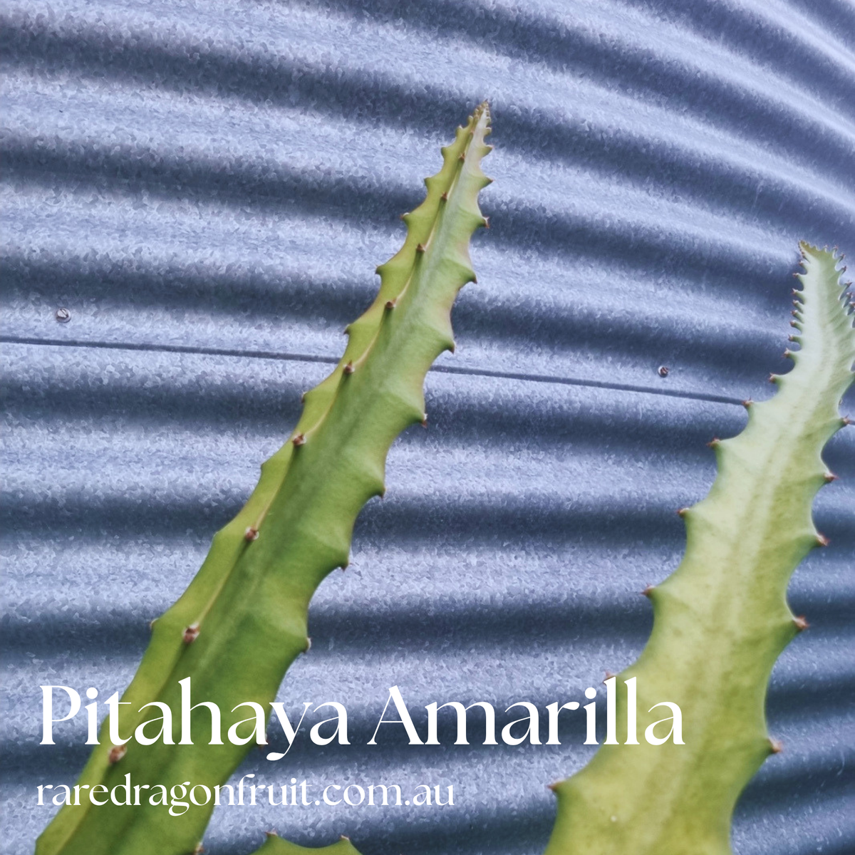 Pitahaya Amarilla -Hylocereus megalanthus