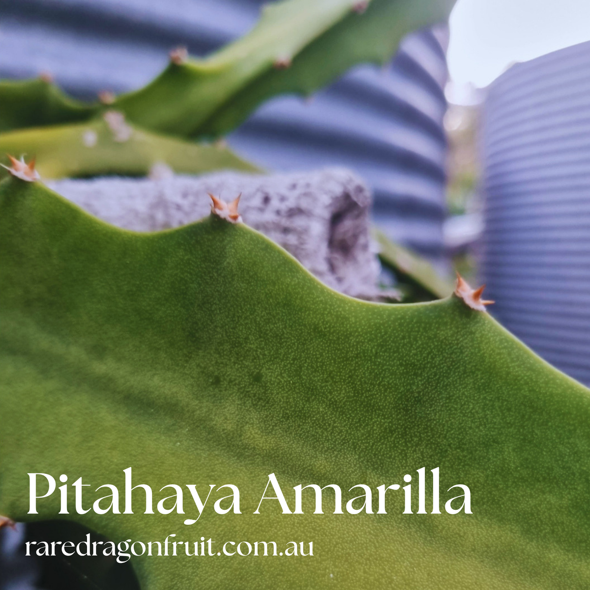 Pitahaya Amarilla -Hylocereus megalanthus