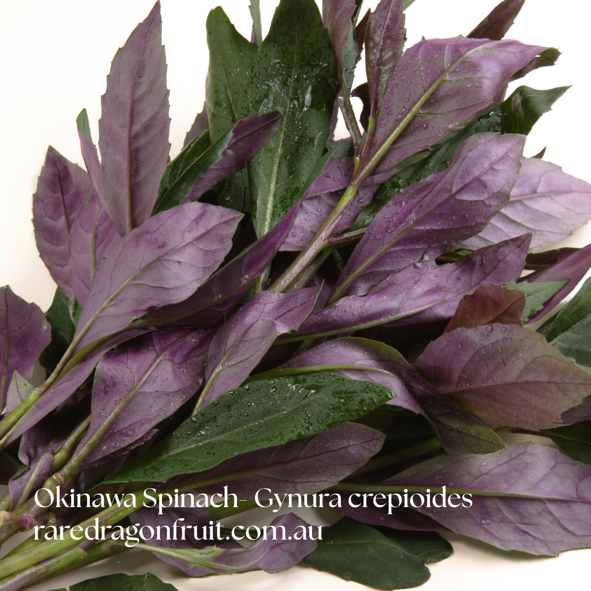 Okinawa Spinach- Gynura crepioides