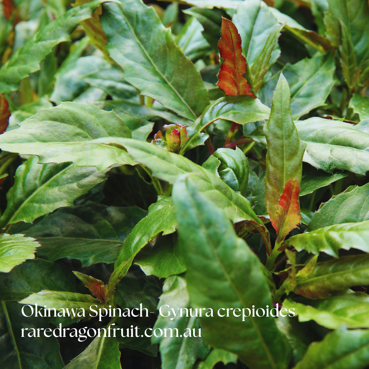 Okinawa Spinach- Gynura crepioides