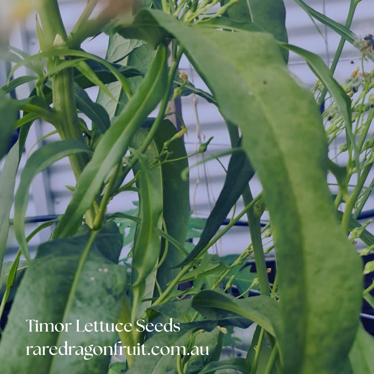 Timor Lettuce Seeds x20 | Lactuca Sativa Var. Augustana