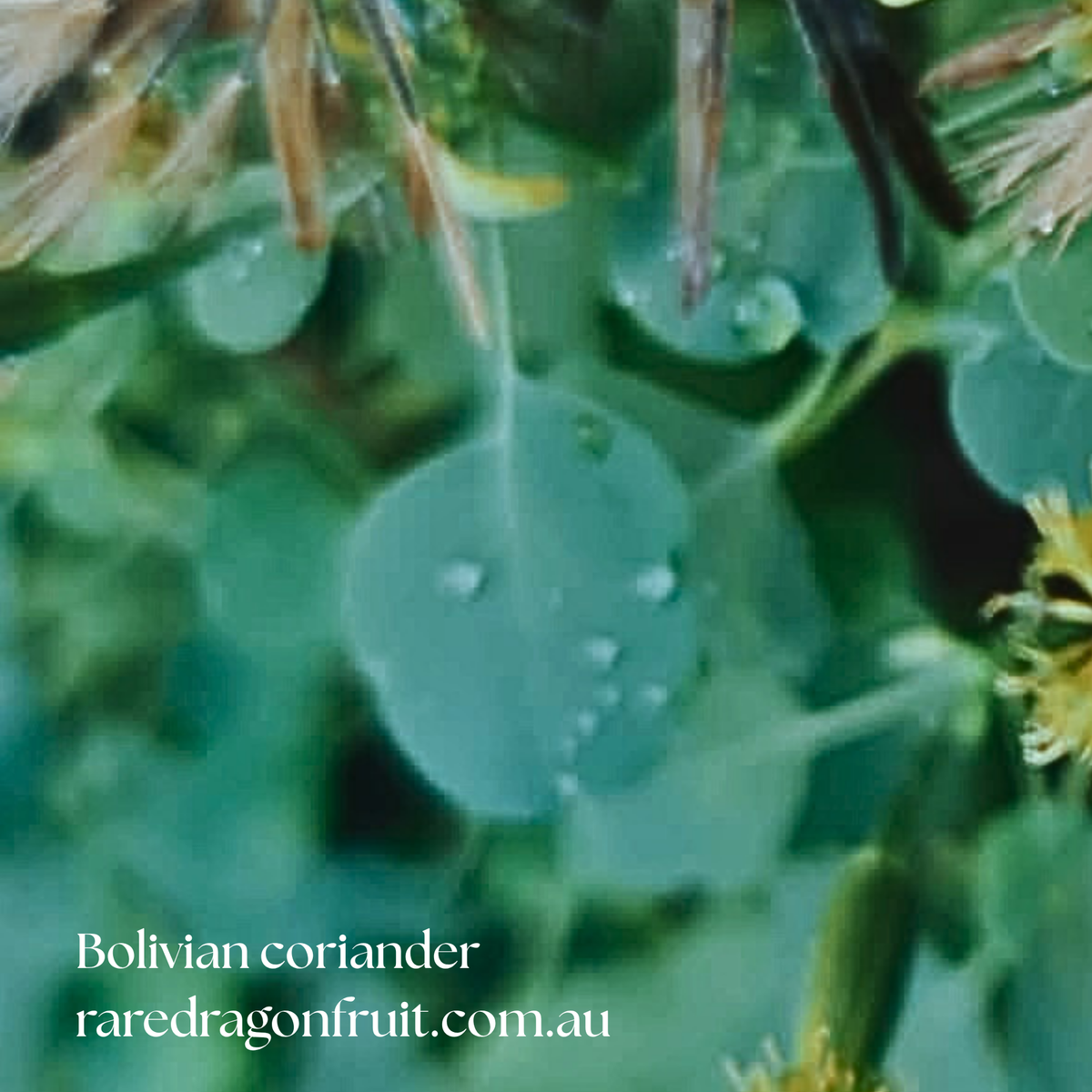 Bolivian Coriander Seeds (Papalo) | 20 Seeds