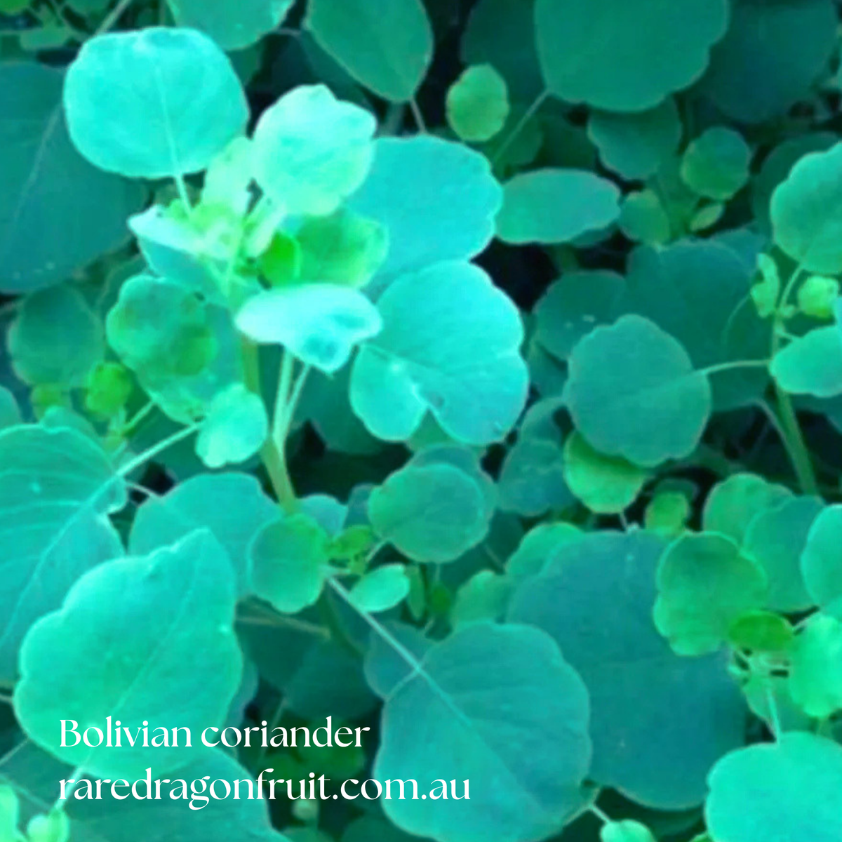 Bolivian Coriander Seeds (Papalo) | 20 Seeds