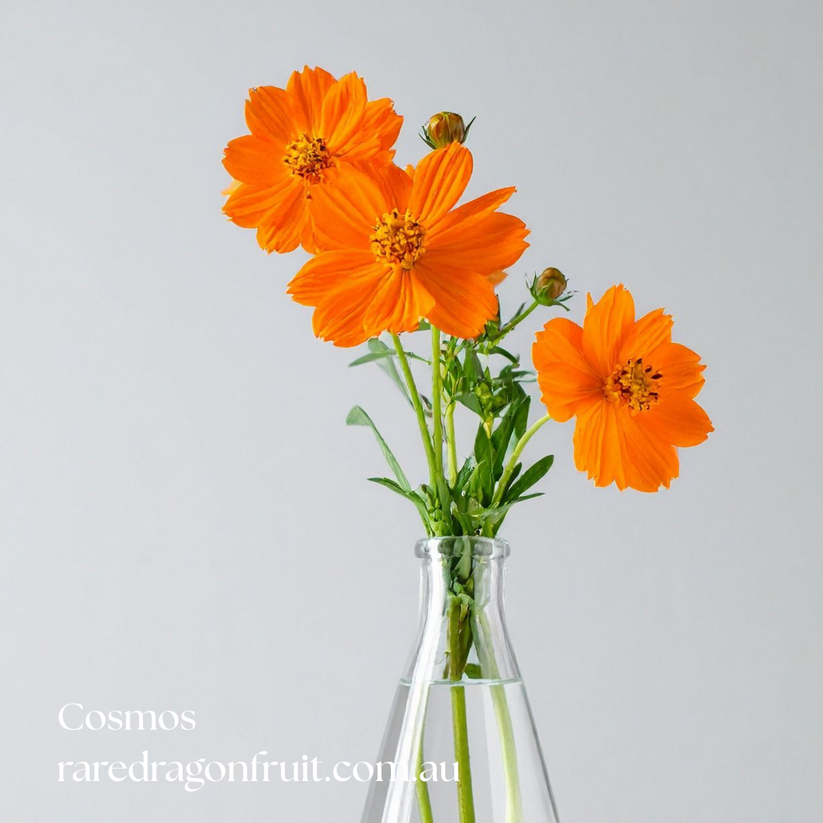 Cosmos Seeds (Mixed Yellow & Orange) | 50 Seeds