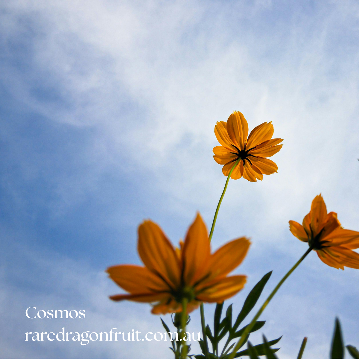 Cosmos Seeds (Mixed Yellow & Orange) | 50 Seeds