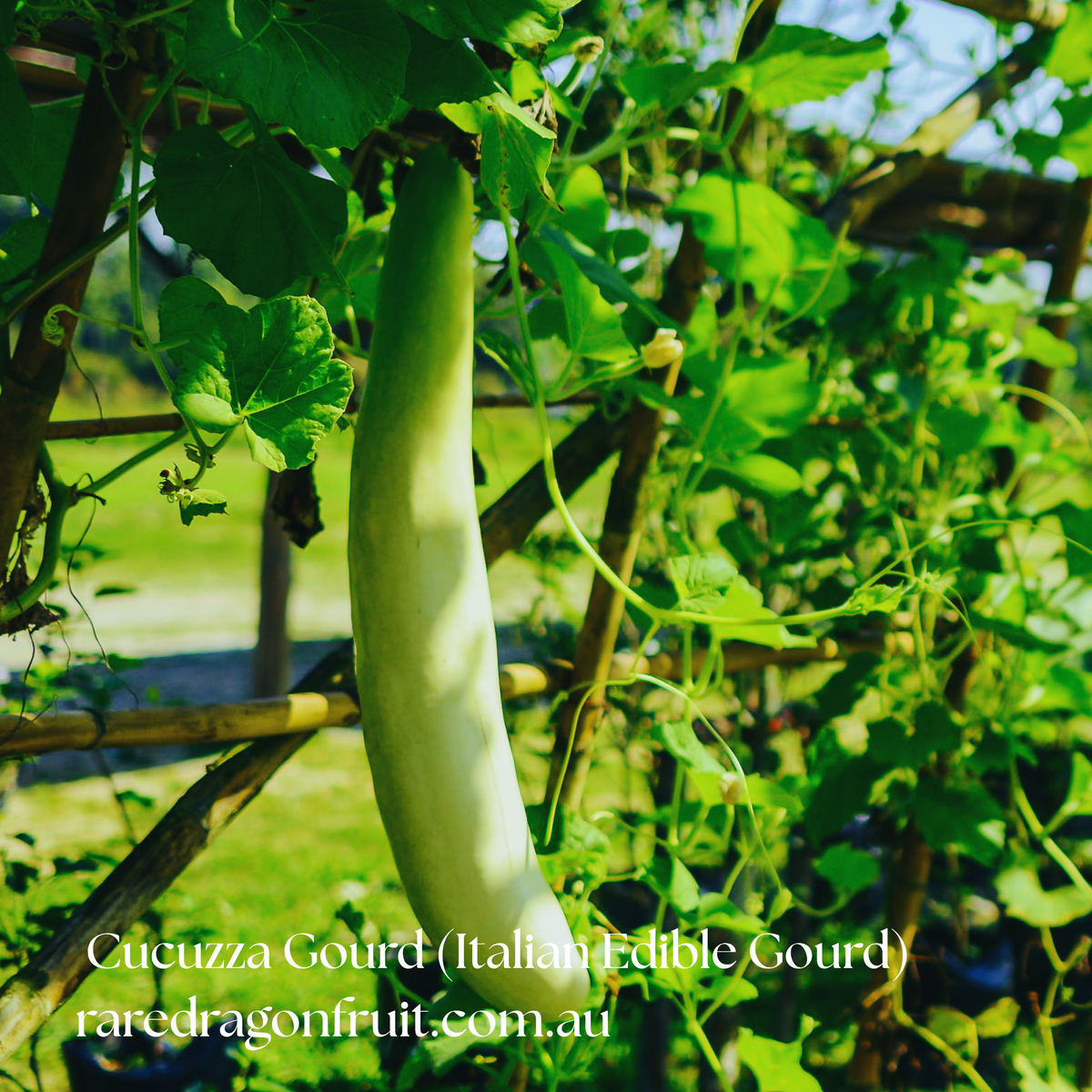 Cucuzza Gourd (Italian Edible Gourd) 10 seeds