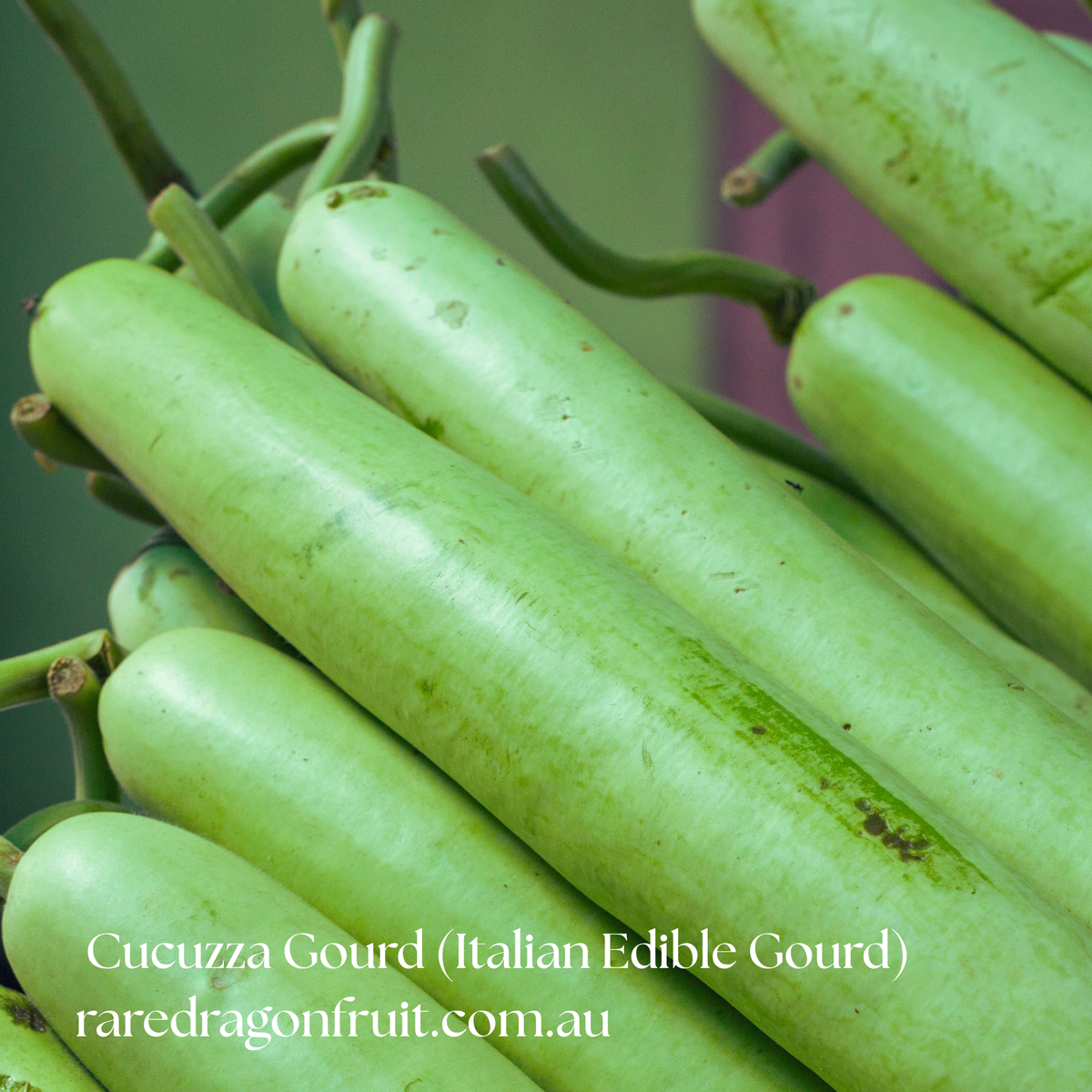 Cucuzza Gourd (Italian Edible Gourd) 10 seeds