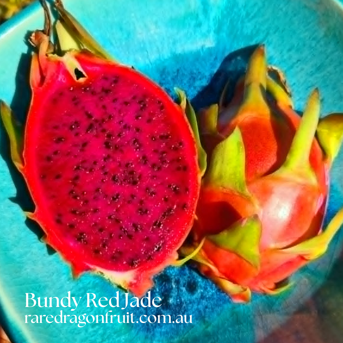 Bundy Red Jade Dragon fruit
