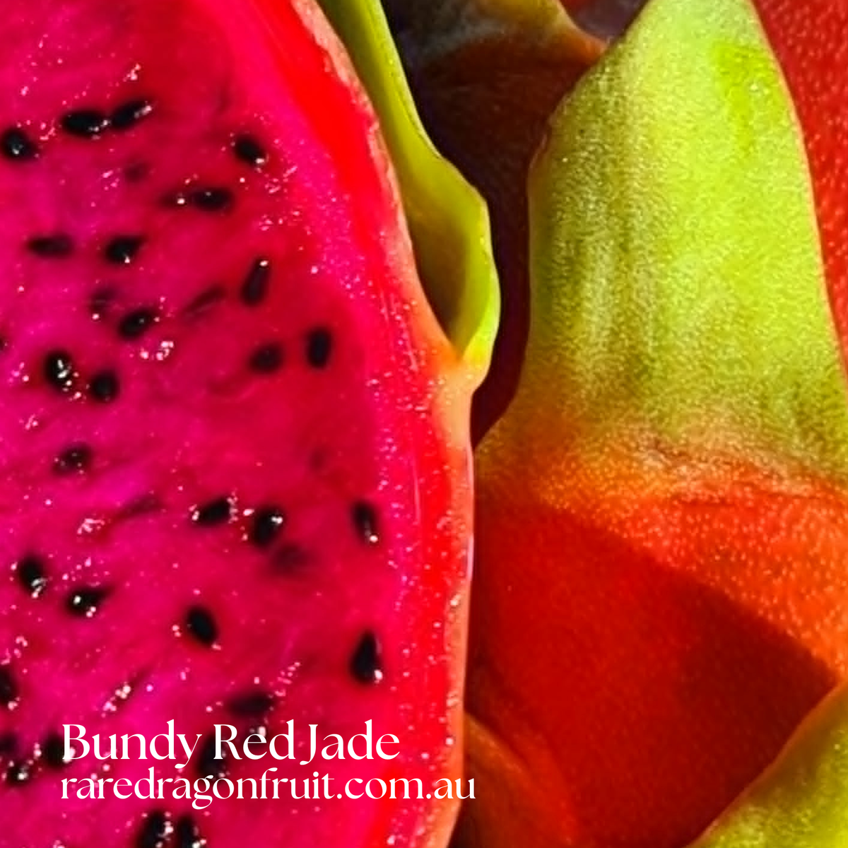 Bundy Red Jade Dragon fruit