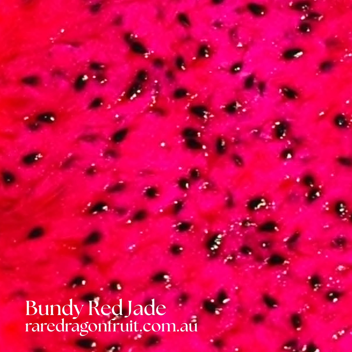 Bundy Red Jade Dragon fruit