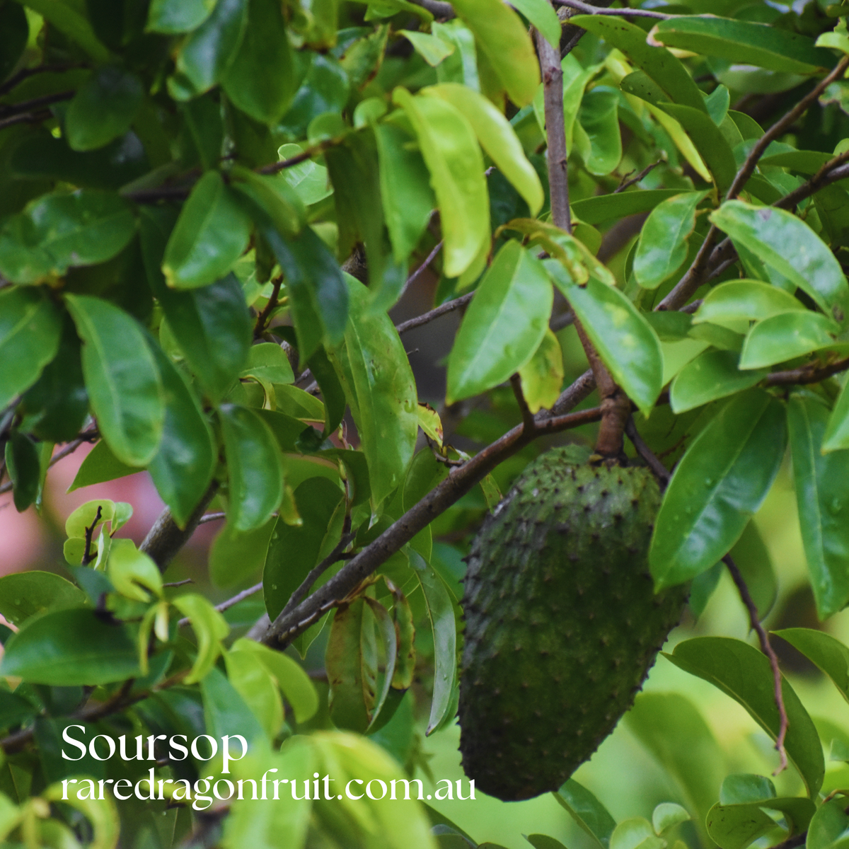 Soursop Tree – 1 Plant (Annona muricata)