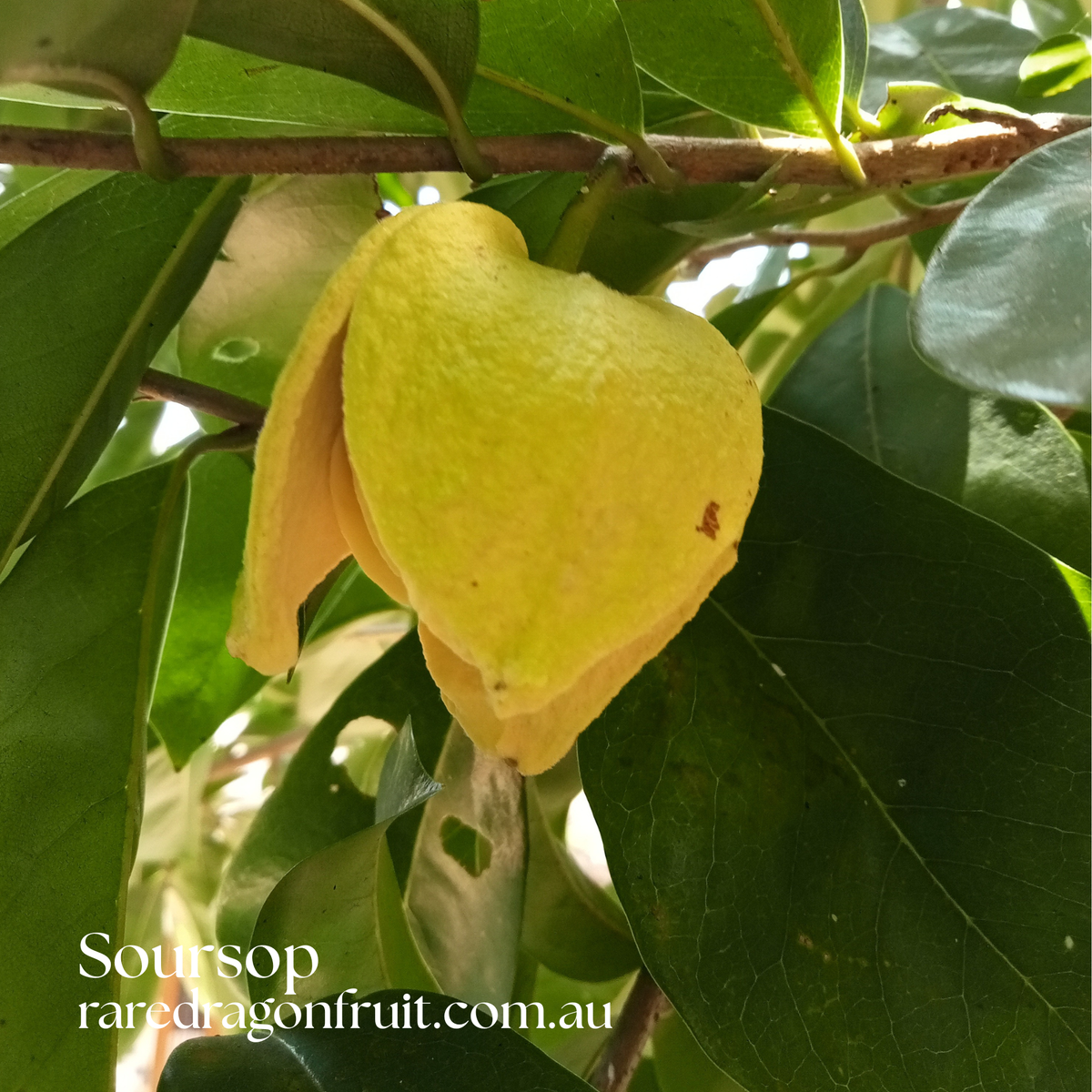 Soursop Tree – 1 Plant (Annona muricata)