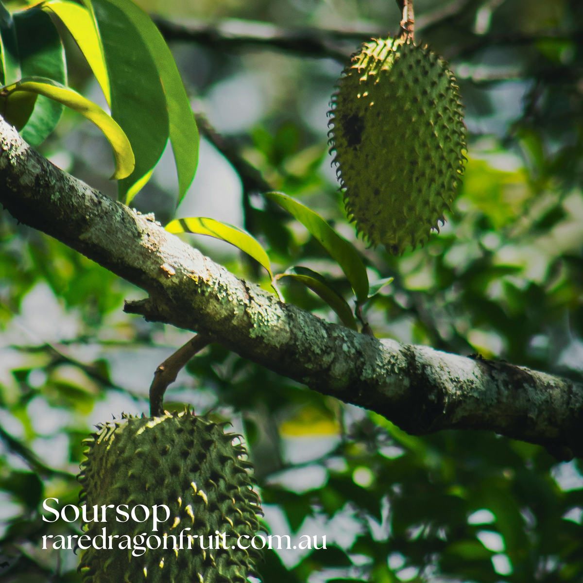 Soursop Tree – 1 Plant (Annona muricata)