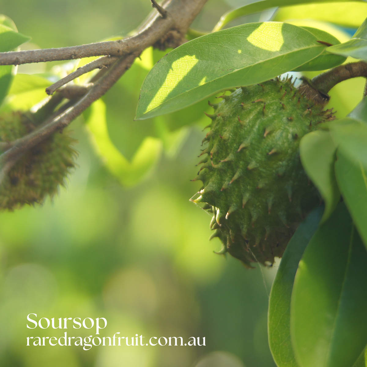 Soursop Tree – 1 Plant (Annona muricata)