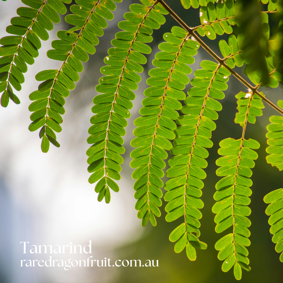 Tamarind Tree  Tamarindus indica
