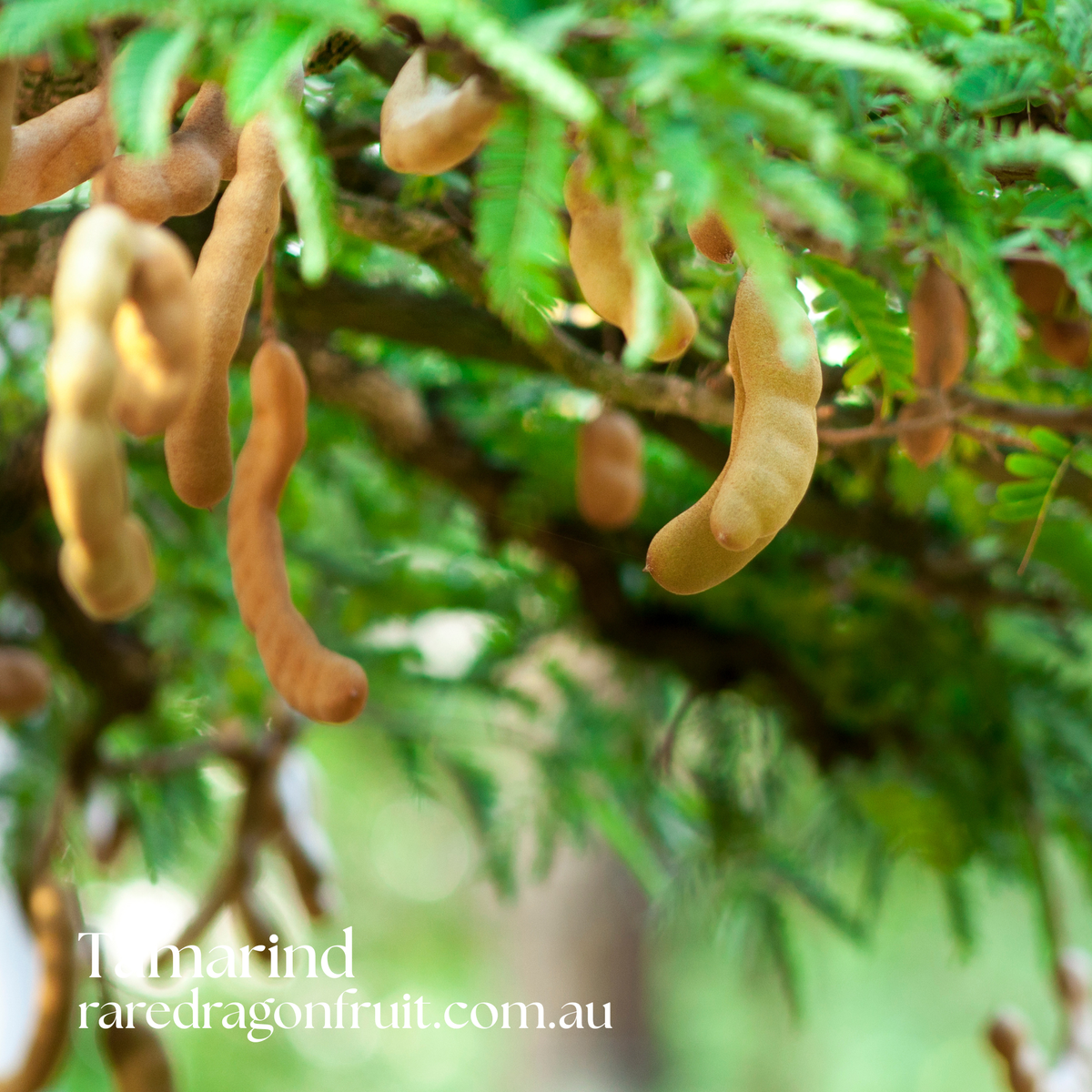 Tamarind Tree  Tamarindus indica