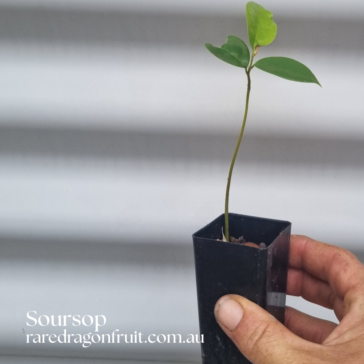 Soursop Tree – 1 Plant (Annona muricata)