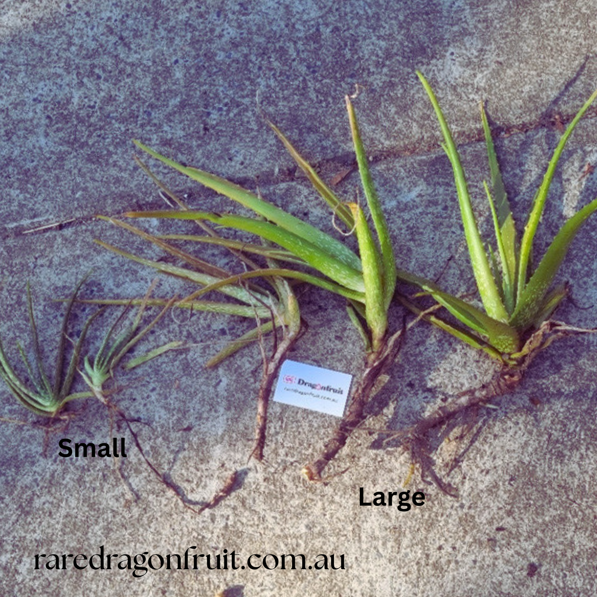 Aloe Vera (Aloe Barbadensis) Large
