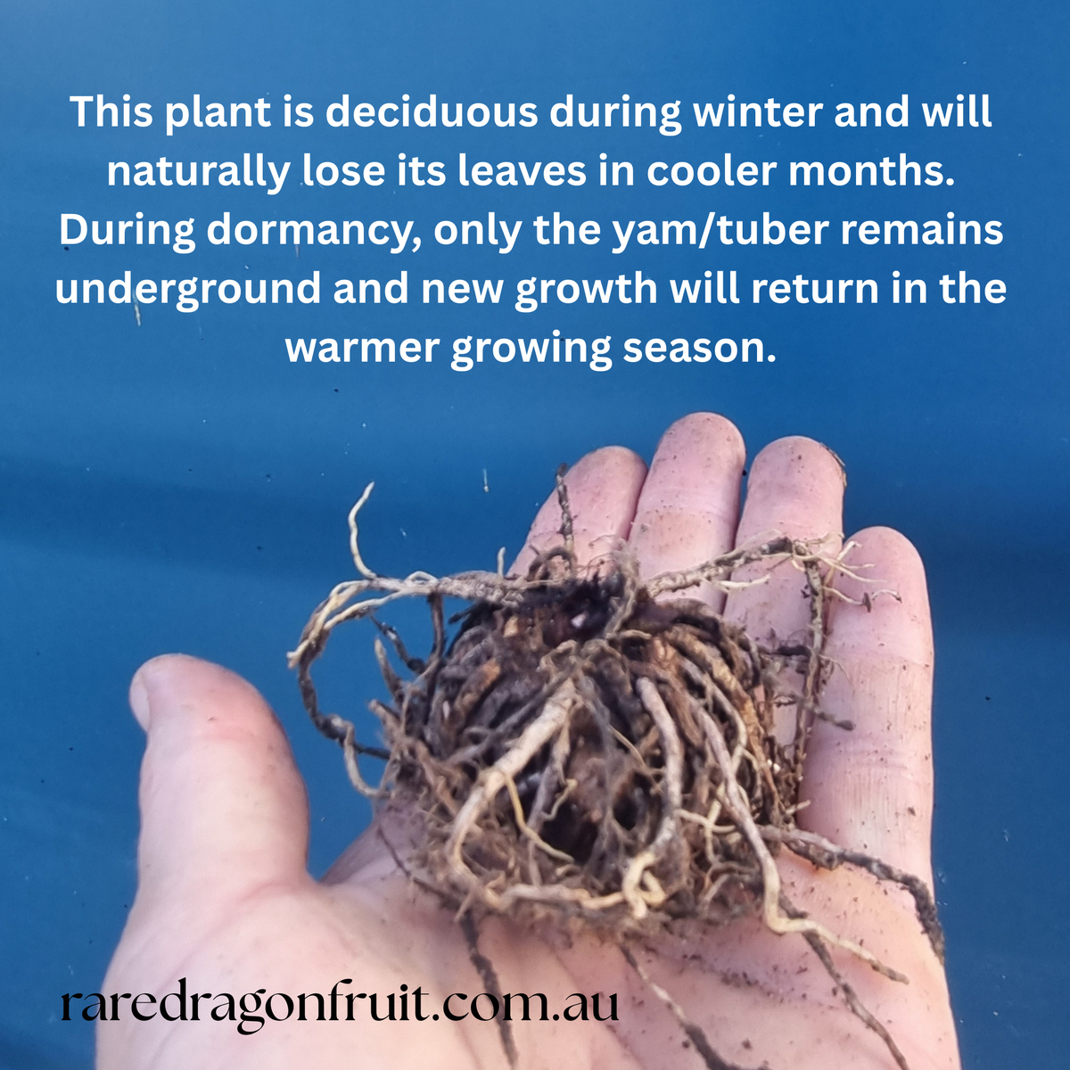 Amorphophallus paeoniifolius, the Elephant Yam