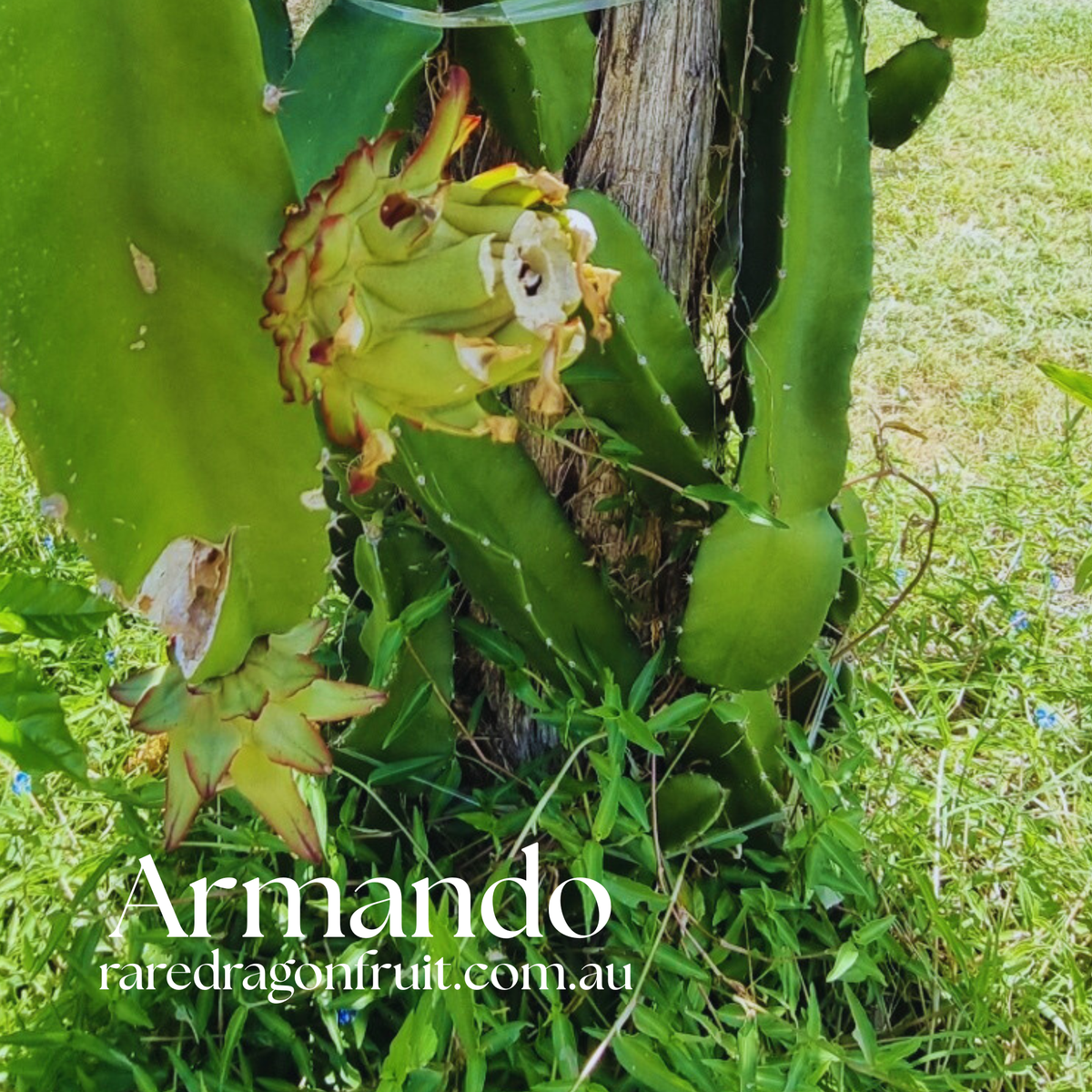 Armando Dragon Fruit Variety - Hylocereus costaricensis