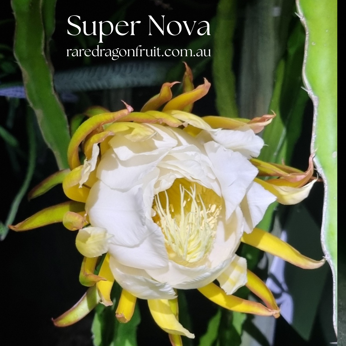 Supernova Dragon Fruit